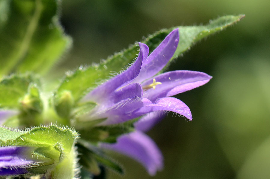 Campanula spicata / Campanula spigata